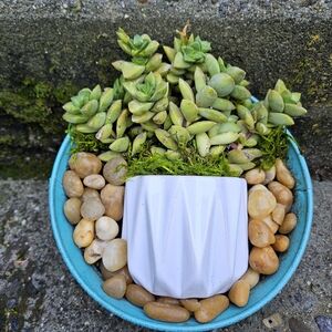 Succulent Arrangement in Blue Planter